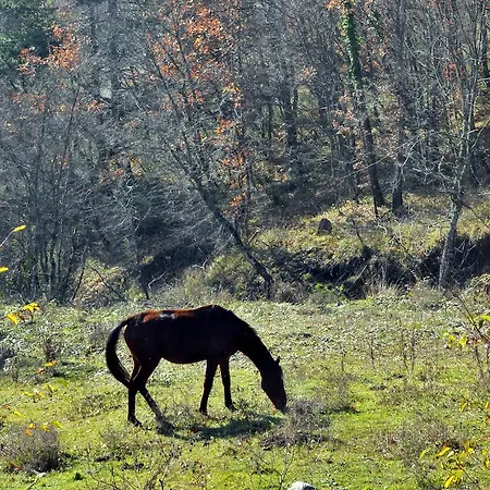 Hotel Vaela Cultural Elatochori